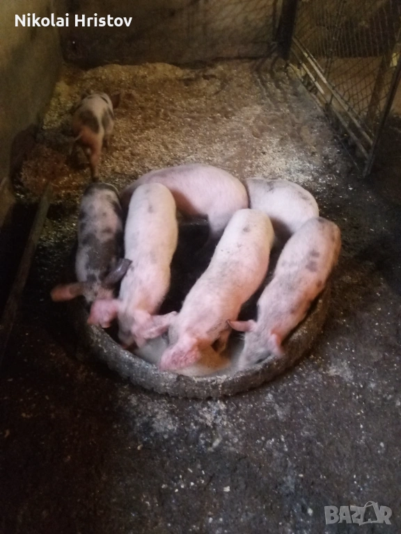 Свободни прасенца, снимка 1