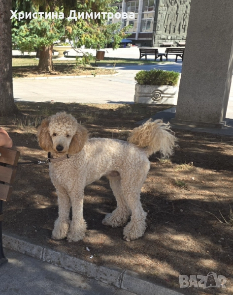 Мъжки кралски пудел търси партньорка, снимка 1