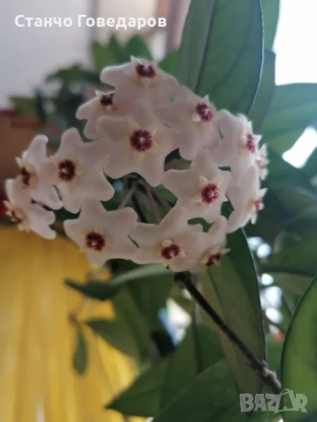 ХОЯ Карноза стръкове с коренчета , снимка 1