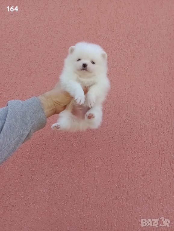 Бели Померани., снимка 1