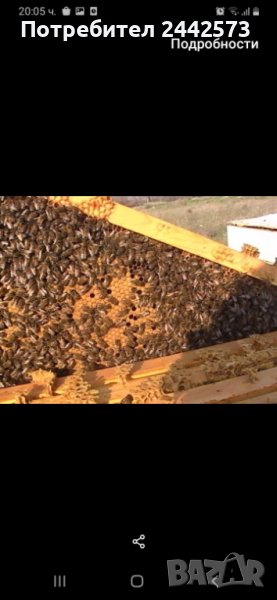 Пчелни семейства - Майка 2023, снимка 1
