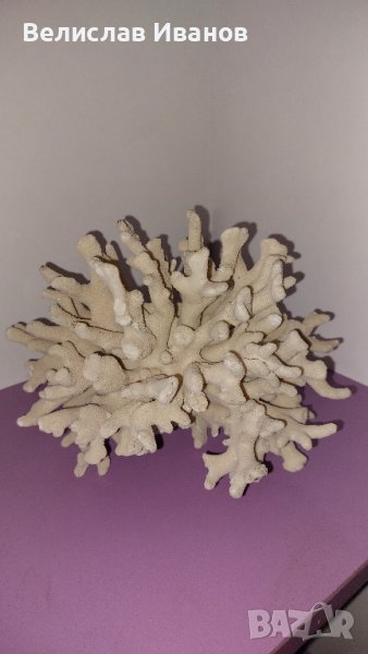 Естествен морски корал с леки забележки., снимка 1