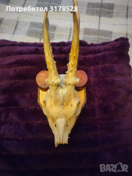 Рога от сръндак , снимка 1