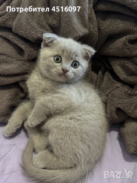 Шотландско клепоухо коте, снимка 1