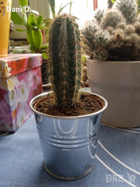 екзотичен кактус от Гърция, снимка 1