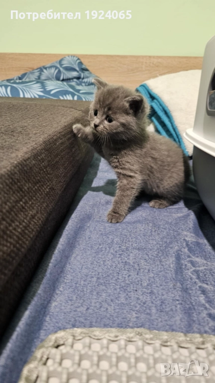 Женско британче, снимка 1