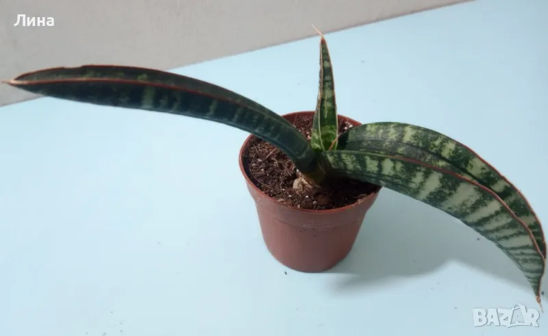 Сансевиера Самурай(Sansevieria Samurai) , снимка 1