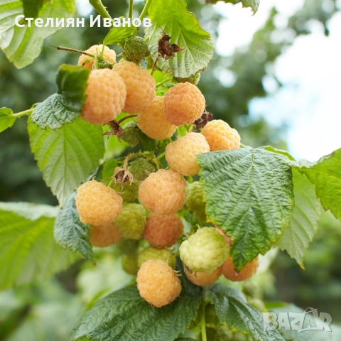 Розова малина (Willamette), снимка 3 - Градински цветя и растения - 52354334