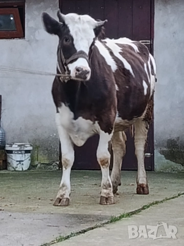 Продавам бременни юници , снимка 3 - Крави - 52893451