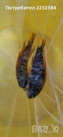 Рибки Африкански цихлиди, снимка 4 - Рибки - 29901665