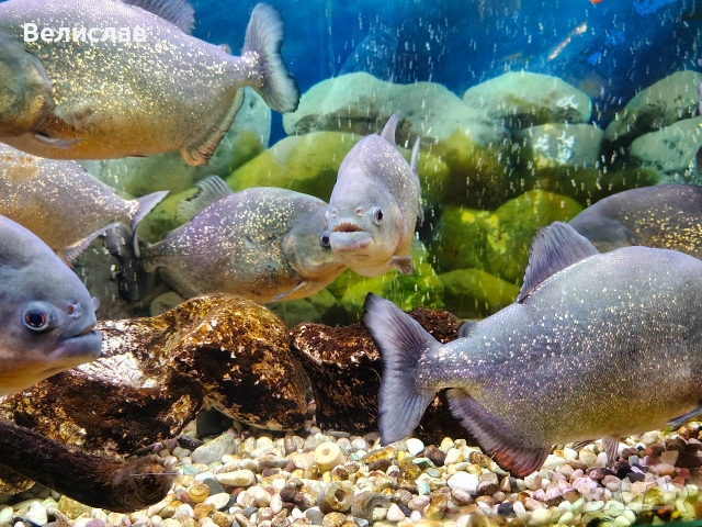 Червена пираня 25см. , снимка 3 - Рибки - 53267289