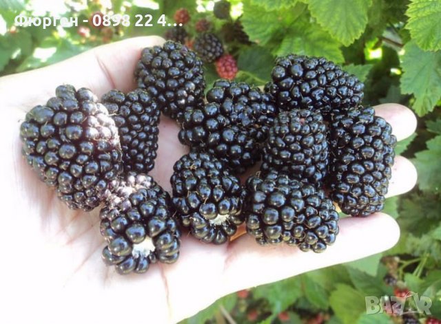 Сладка , гигаска Къпина  Сорт Астерина 