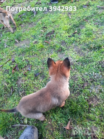 Белгийска овчарка Малиноа , снимка 3 - Белгийска овчарка - 52797025