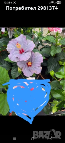 Китайска роза