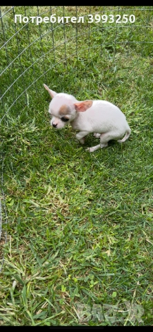 Мини чихо пинчери