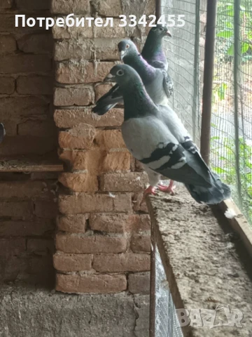 Пощенски гълъби, снимка 2 - Гълъби - 51025275