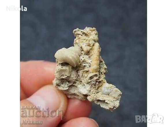 Фосили, снимка 2 - Колекции - 32541714