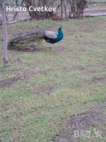 Паун индийски и чернокрил, снимка 5 - други­ - 53457224