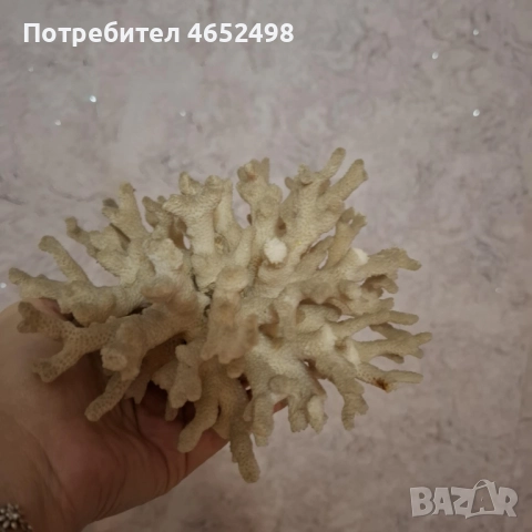 Естествен Морски Корал, снимка 3 - Декорация за дома - 52677785