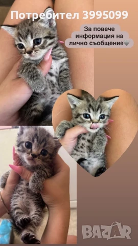 Британско коте, снимка 1