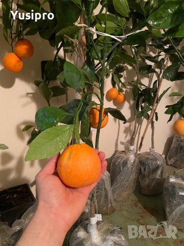 Лимон Мандарина Портокал Помело Лайм Лаймкуат Кумкуат Мандаринкуат, снимка 15 - Градински цветя и растения - 34694760