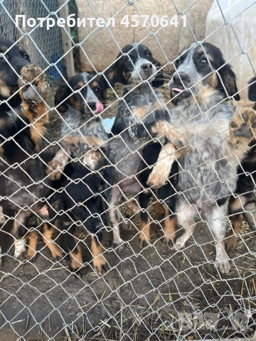 Подарявам малки кученца Епаньол Бретон , снимка 8 - Други - 51468131