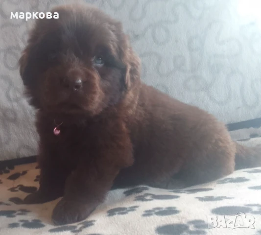 нюфаудленд, снимка 4 - Други - 50939575