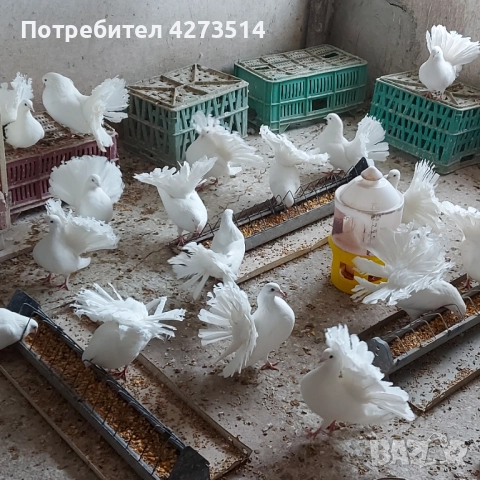 Продавам гълъби Финерлии - бели, сиви и пъстри, снимка 17 - Гълъби - 52268397