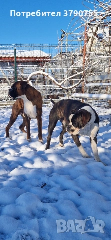 Боксер , снимка 17 - Боксер - 53012002