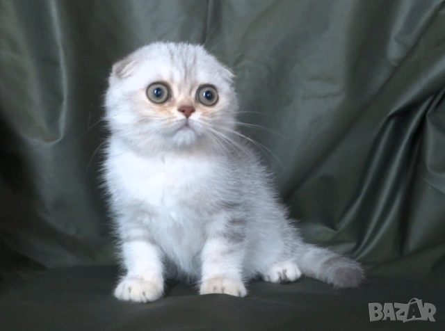 Чинчила - клепоухо късокосместо, снимка 5 - Британска късокосместа - 52373949