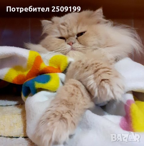 Женска персииска котка търси партньор, снимка 2 - Персийска - 42976080