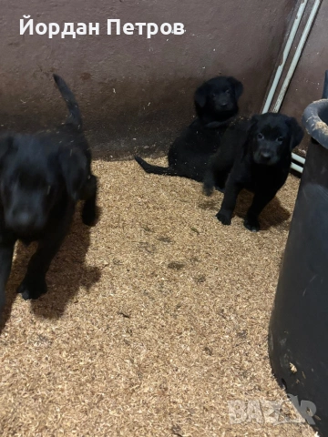 Голдан ретривър и немска овчарка, снимка 5 - Немска овчарка - 53596497