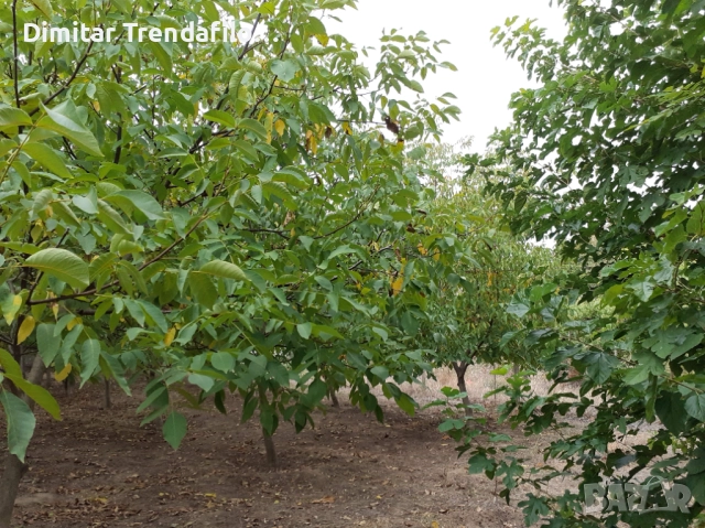 Орехова градина 570 кв.м., с. Виноградец, обл. Пазарджик, 19,000 Евро, снимка 3 - Парцели - 52223300