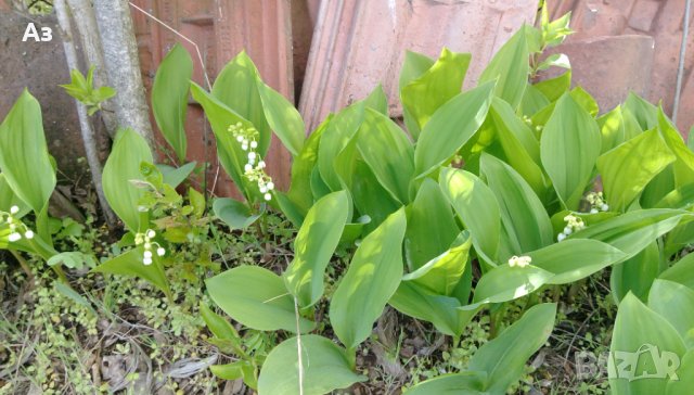 Продавам цветя Момина сълза, бяла и розова (гъсти съцветия) – разсад, снимка 12 - Разсади - 39640258