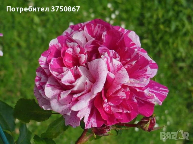 🌹 РОЗА 🌹INES SASTRE® Meiteratol, снимка 3 - Градински цветя и растения - 51189304