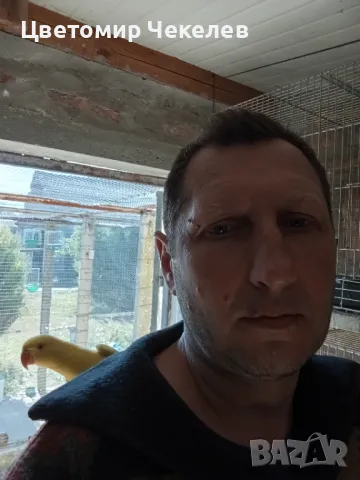 Малки Александри, снимка 3 - Папагали - 45713691