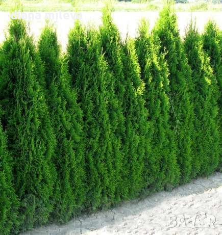 Туя Смарагд, Thuja occ. ‘Smaragd’, снимка 3 - Градински цветя и растения - 43800827