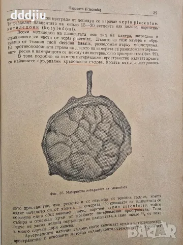 Стар учебник по акушерство 1957г, снимка 6 - Антикварни и старинни предмети - 49969983