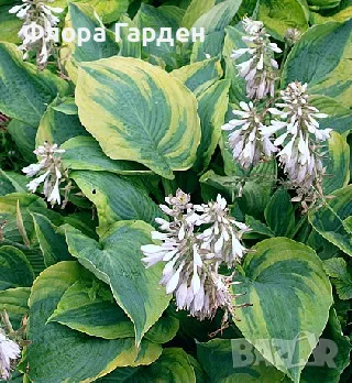 ХОСТА, АСТИЛБЕ - Коренища/ ПРЕДВАРИТЕЛНИ ПОРЪЧКИ, снимка 5 - Градински цветя и растения - 49488937