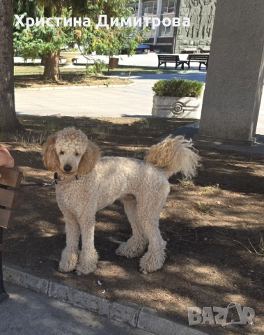 Мъжки кралски пудел търси партньорка