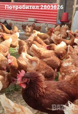 налични кокошки носачки Ломан браун , снимка 2 - Кокошки и пуйки - 51860824