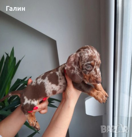 Дакел,дакелче, снимка 2 - Дакели - 40166820