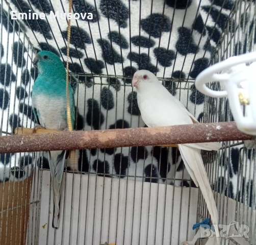 Пойни папагали , снимка 2 - Папагали - 53496096