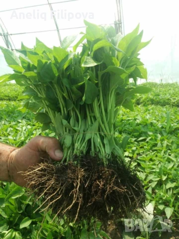 Продавам разсад за Пипер и Домати , снимка 2 - Разсади - 53193867