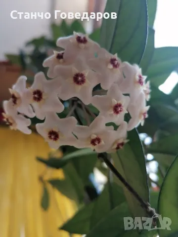 ХОЯ Карноза стръкове с коренчета 