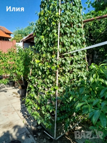 Бреза на формировка пирамида , снимка 6 - Градински цветя и растения - 51471282