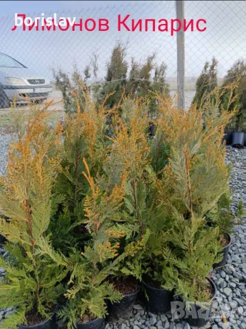 Туя(Смарагд, Фастигията и Ауреа Нана) и кипарис(леилянди, лъже и лимонов), снимка 4 - Разсади - 34875442