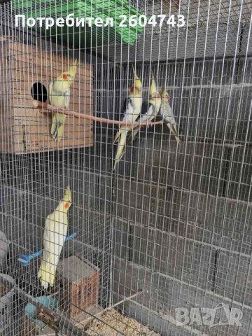 Различни видове папагали, снимка 9 - Папагали - 42975780