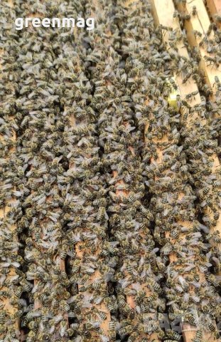 Пчелни отводки ДБ, Възможна Доставка, снимка 4 - За пчели - 43898998