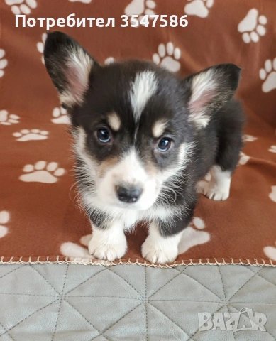 Трицветни кученца Уелско корги пембрук - мъжки